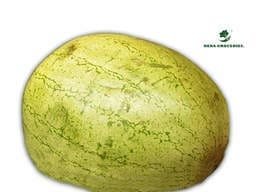 Watermelon large size X1