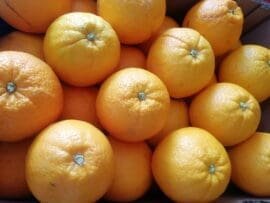 Imported orange NenaGroceries