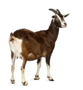 goat NenaGroceries